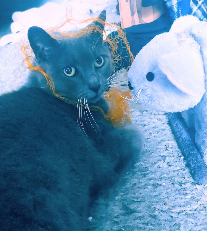 This Adorable Beast Pretending To Be A Lion