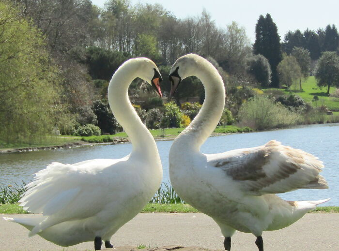 Swan Love Heart