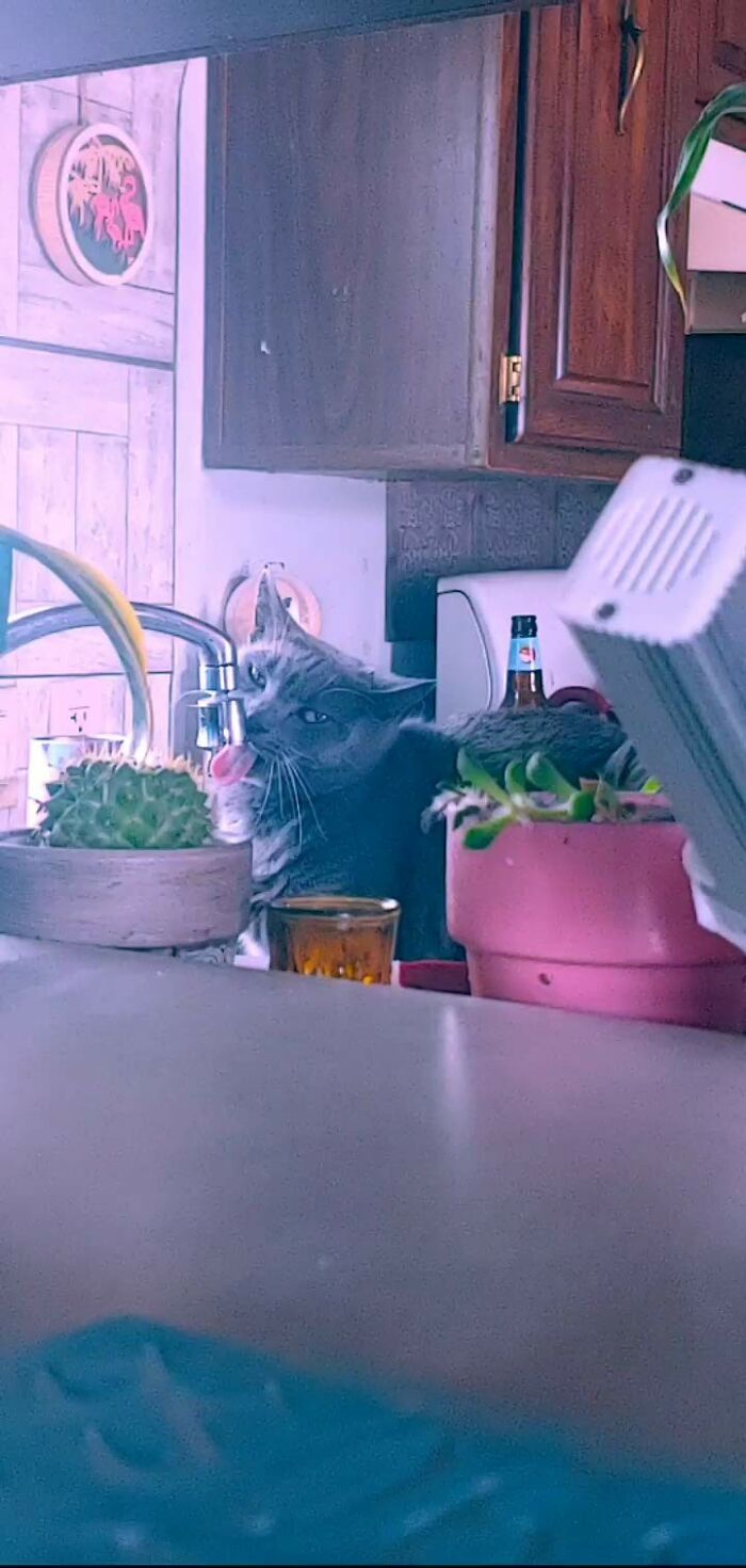 Baba Yaga Meows At Me To Turn On The Faucet And Then I Have To Leave The Room So She Can't Drink In Private. How Quickly Cats Run The House! She Also Loves Belly Rubs. Weird For A Cat