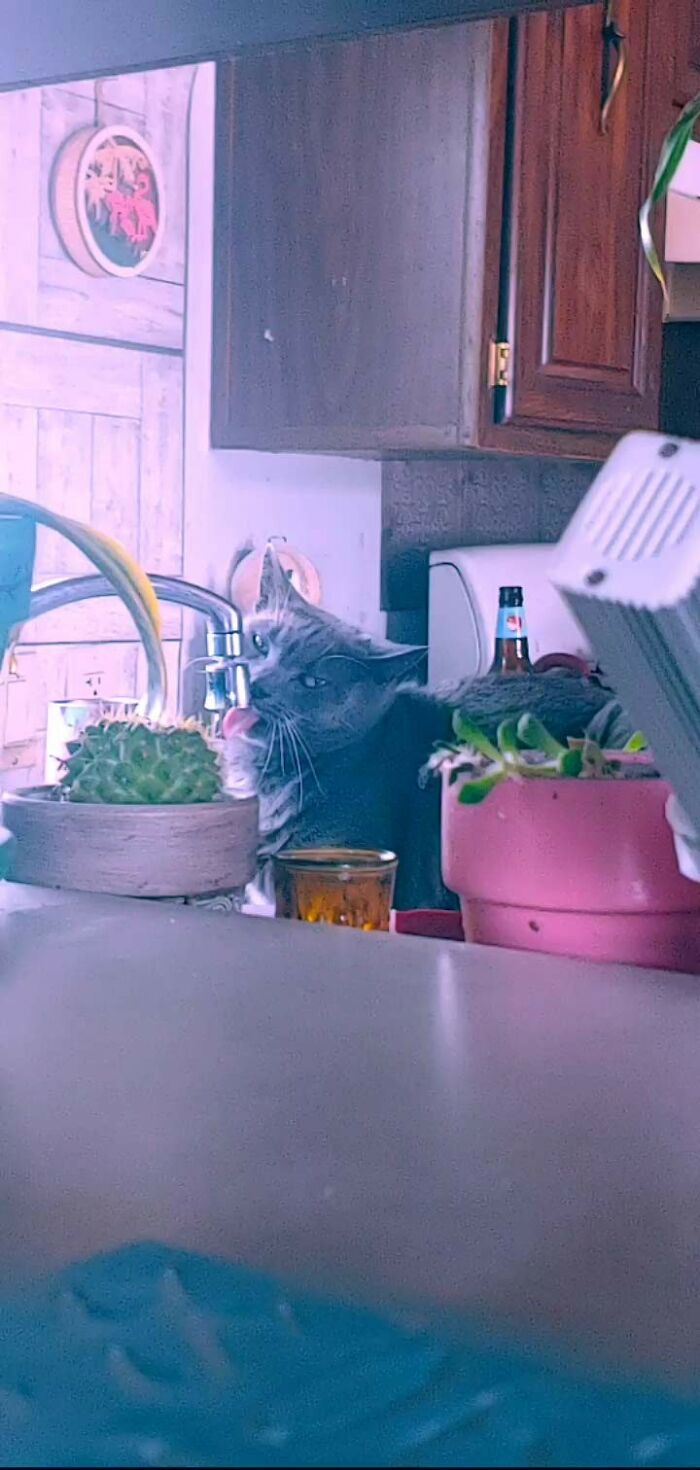 Baba Yaga Meows For Me To Turn On The Faucet, But I Can't Stay There. She Makes Me Leave The Room So She Can Drink From The Sink Privately