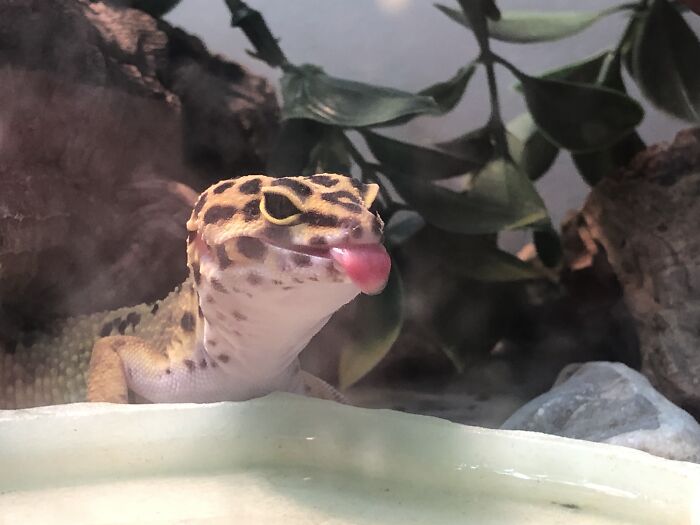 Olly! She Loves To Stick Her Tongue Out