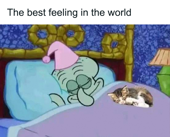 Funny animal meme: Cartoon character in bed with a kitten under the covers, captioned "The best feeling in the world."