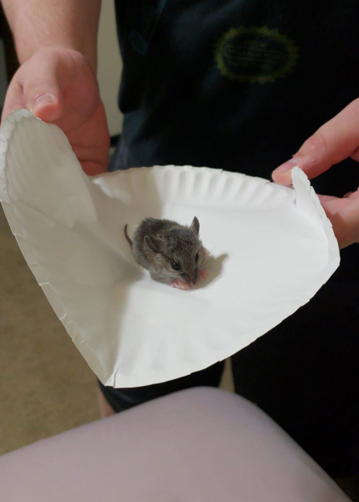 Maintenance Asks Tenant To Provide “Proof” Of Mouse Infestation By Bringing What They Catch To The Main Office, They Maliciously Comply Maintenance Asks Tenant To Provide “Proof” Of Mouse Infestation By Bringing What They Catch To The Main Office, They Maliciously Comply