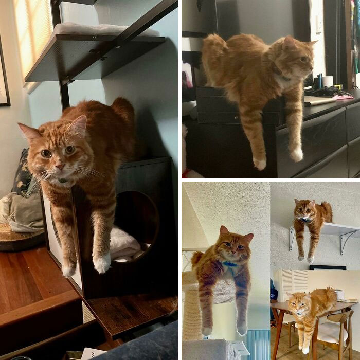 Update: We Moved, He's Lost Some Chonk, But Its Still His Favorite Sitting Position