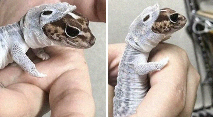 He’s Shedding But It Looks Like He Has A Gecko Onesie