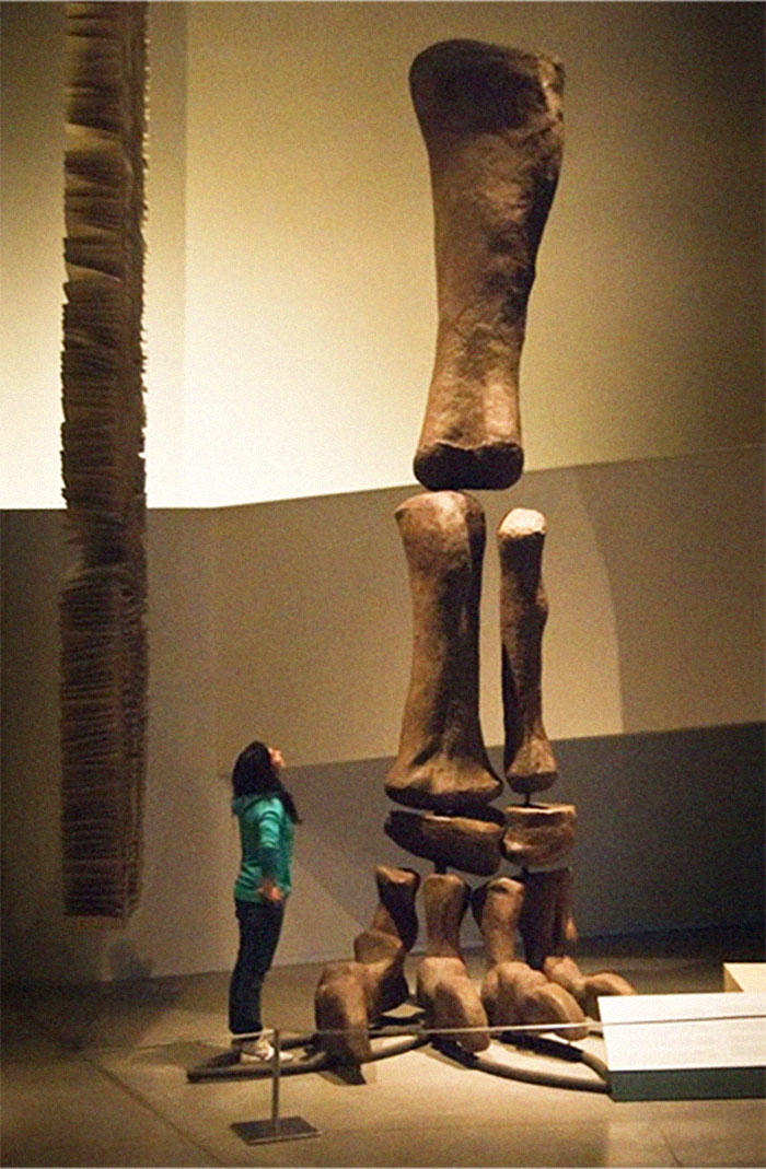 Woman in a museum looking up at giant prehistoric dinosaur bones showcasing nature was metal in size and scale.