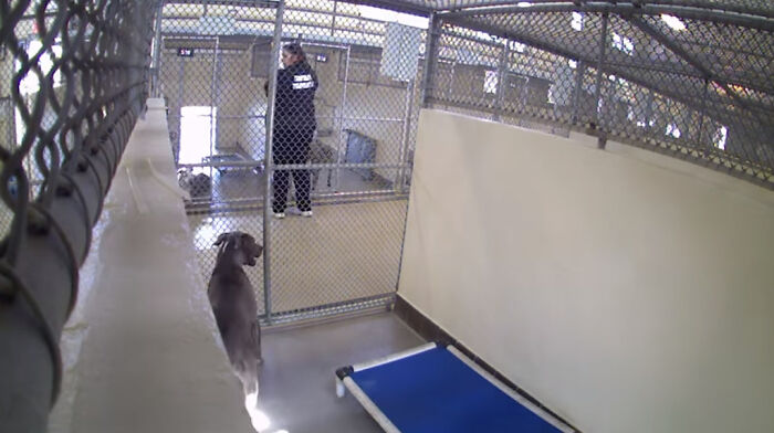 Resilient Shelter Dog Finally Finds Forever Home After Heart-Wrenching Anniversary Video Goes Viral