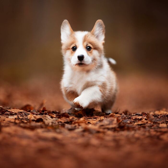 Adorable dog running joyfully on fallen leaves, capturing a joyful expression.