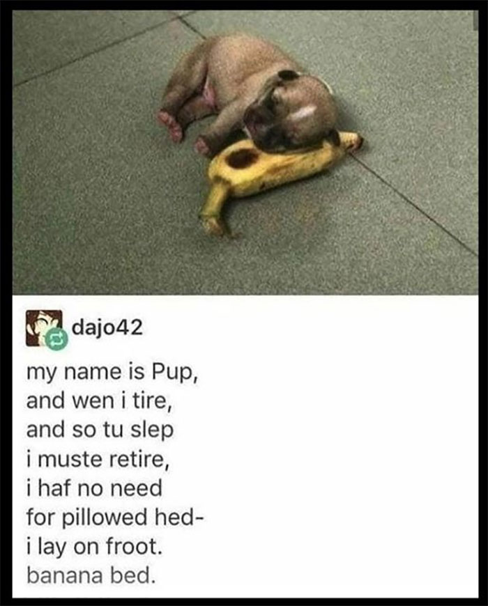 Funny-Animal-Memes-Awkwardanimals