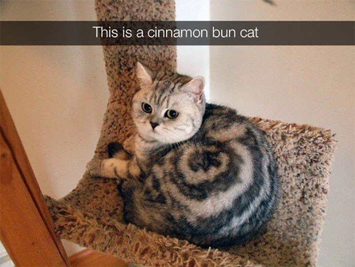 Funny-Animal-Memes-Awkwardanimals