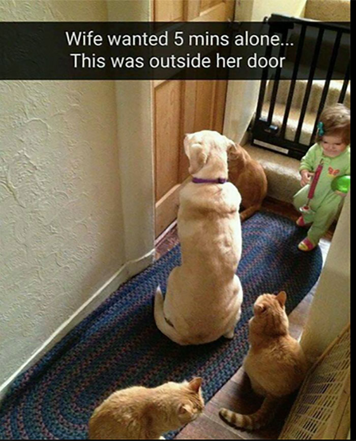 Funny-Animal-Memes-Awkwardanimals