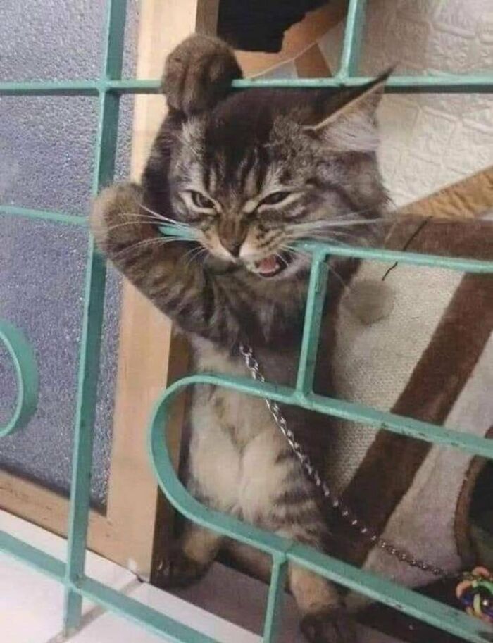 Animals-In-Random-Places-Funny-Pics