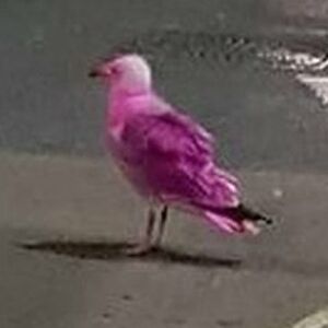 mckennaburlison9 avatar