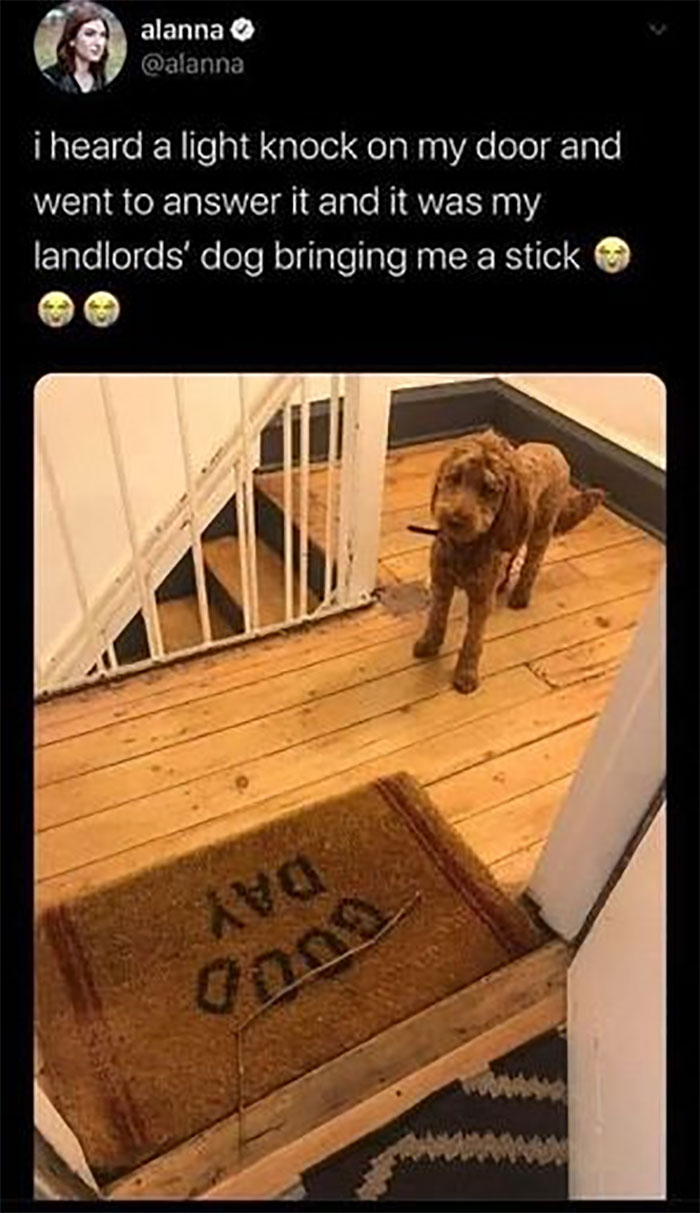 Funny-Animal-Memes-Awkwardanimals