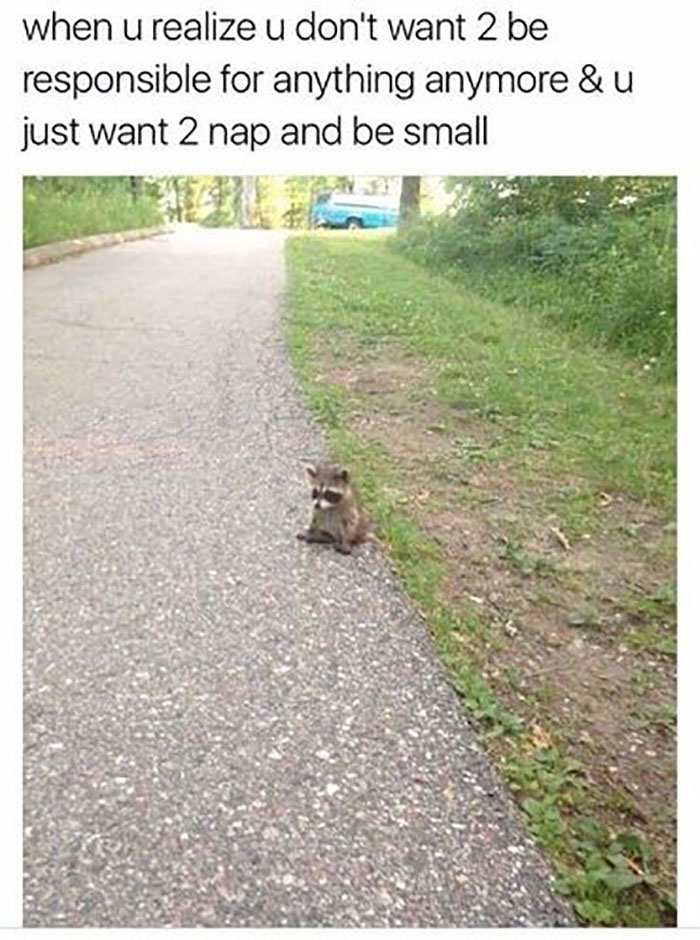 Funny-Animal-Memes-Awkwardanimals