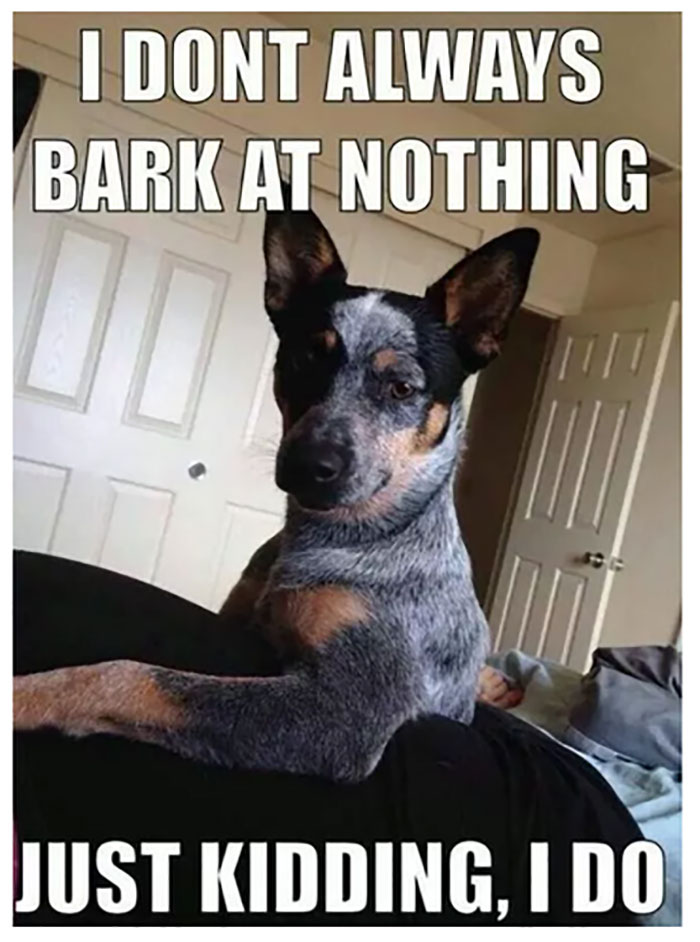 Funny-Animal-Memes-Awkwardanimals