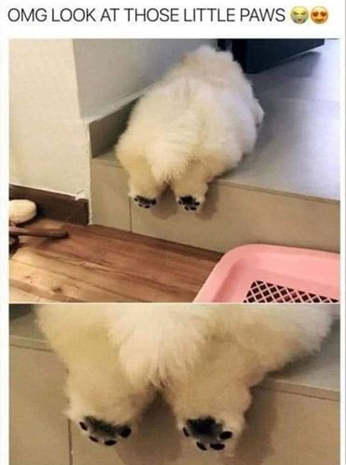 Funny-Animal-Memes-Awkwardanimals