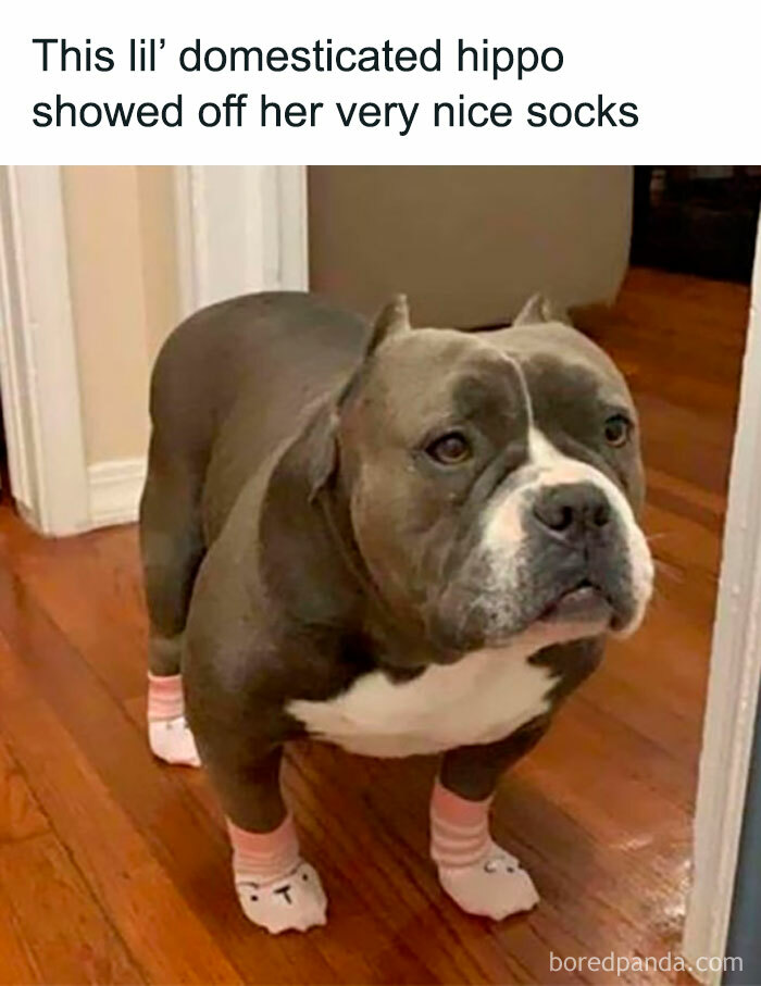 Funny-Animal-Memes-Awkwardanimals