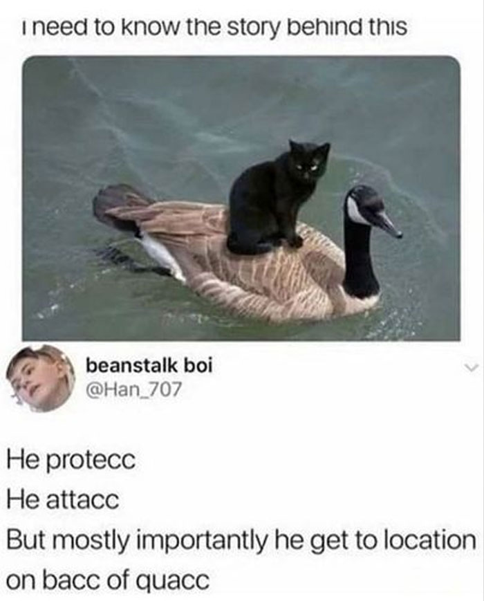 Funny-Animal-Memes-Awkwardanimals