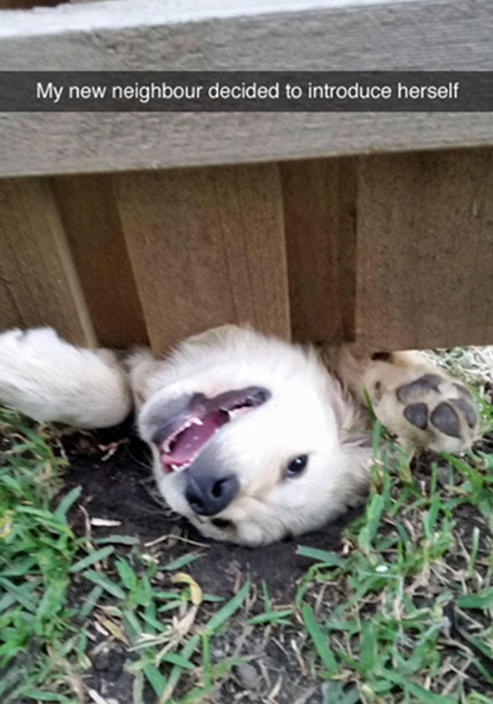 Funny-Animal-Memes-Awkwardanimals