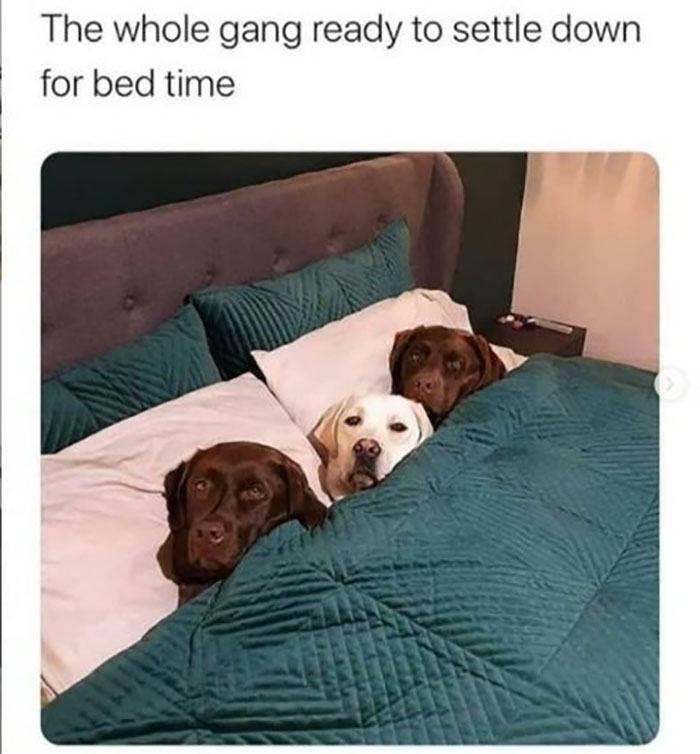 Funny-Animal-Memes-Awkwardanimals