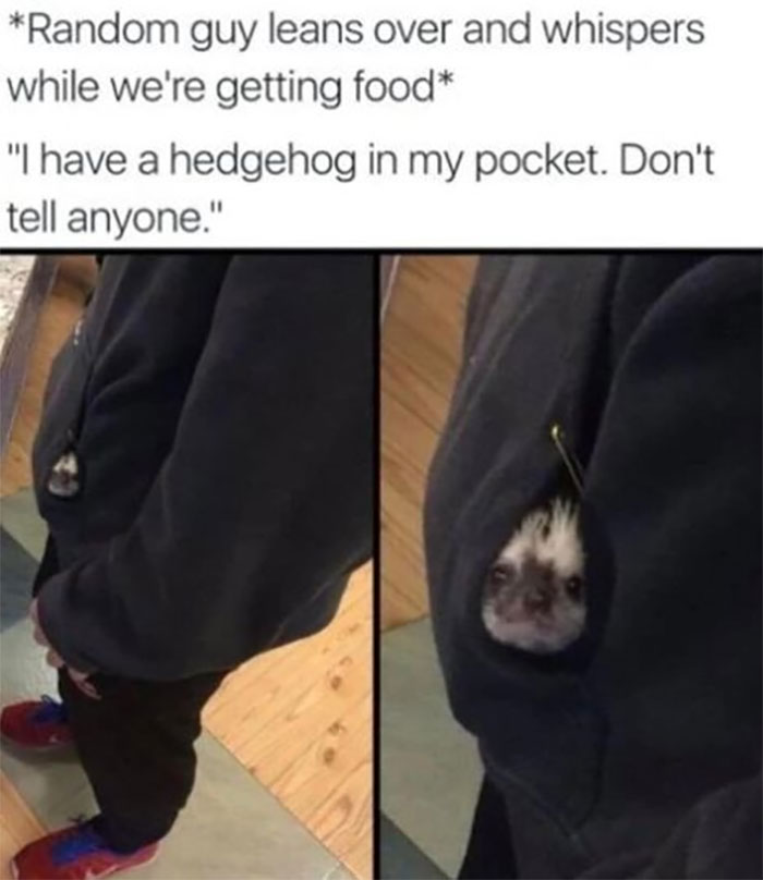 Funny-Animal-Memes-Awkwardanimals