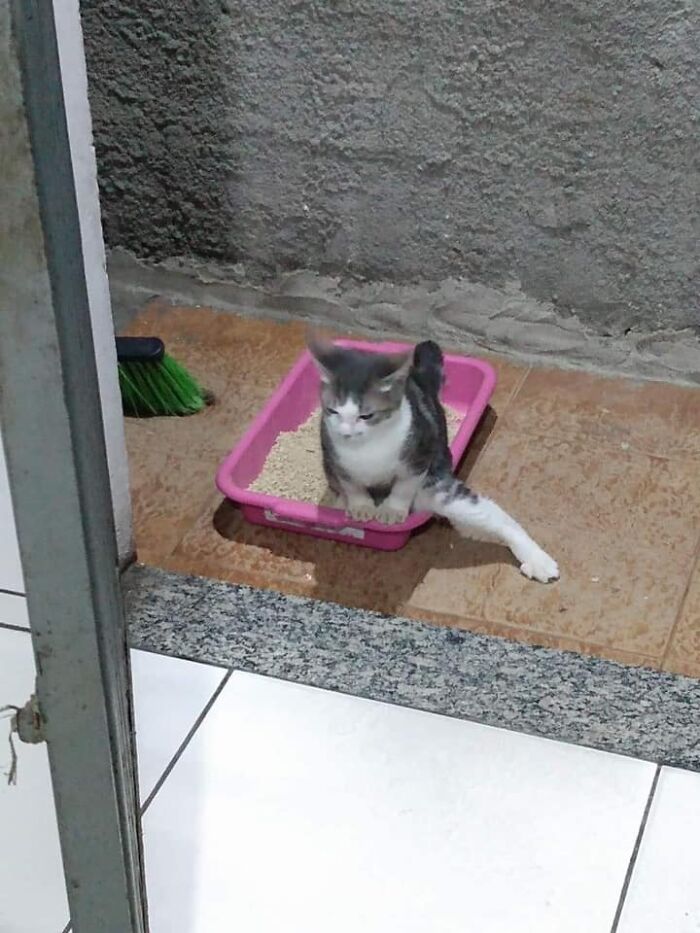 50 Times People Spotted Animals In Places They Shouldn't Be And Just Had To Document It