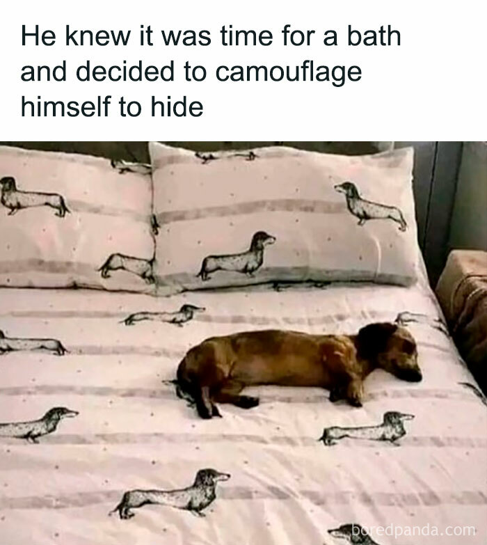 Funny-Animal-Memes-Awkwardanimals