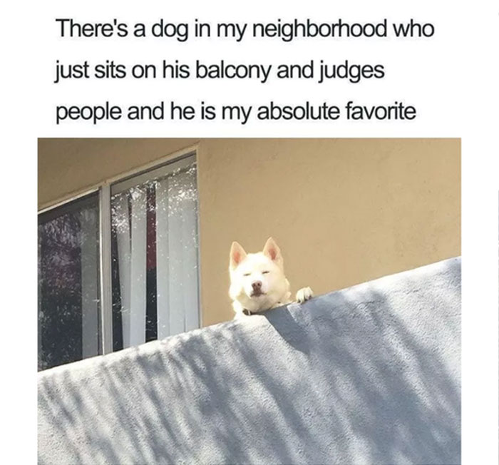 Funny-Animal-Memes-Awkwardanimals