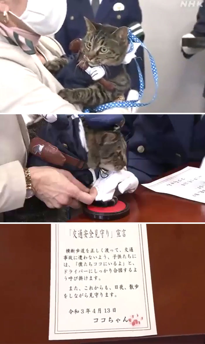 En Japón, un gato llamado Coco-Chan le avisó a la gente que un anciano cayó a una zanja. Los humanos lo nombran jefe de la policía por un día. Los pensamientos de Coco-Chan: “Los humanos son raros” 