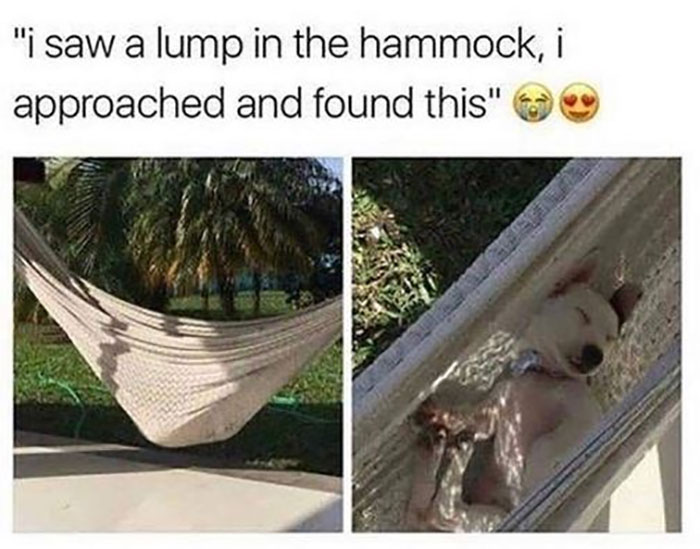 Funny-Animal-Memes-Awkwardanimals