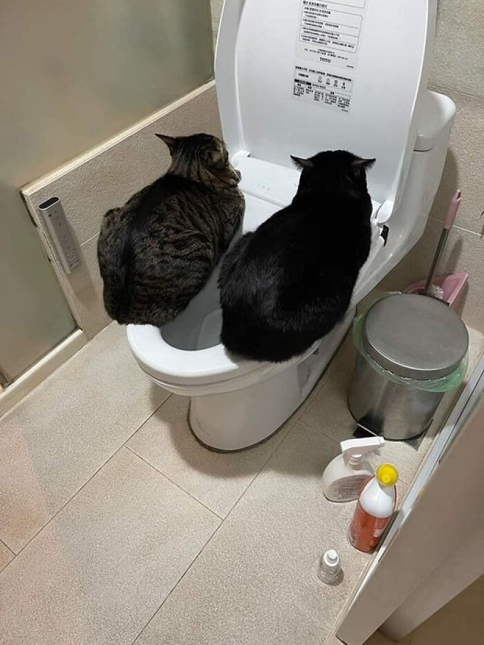 Animals-In-Random-Places-Funny-Pics