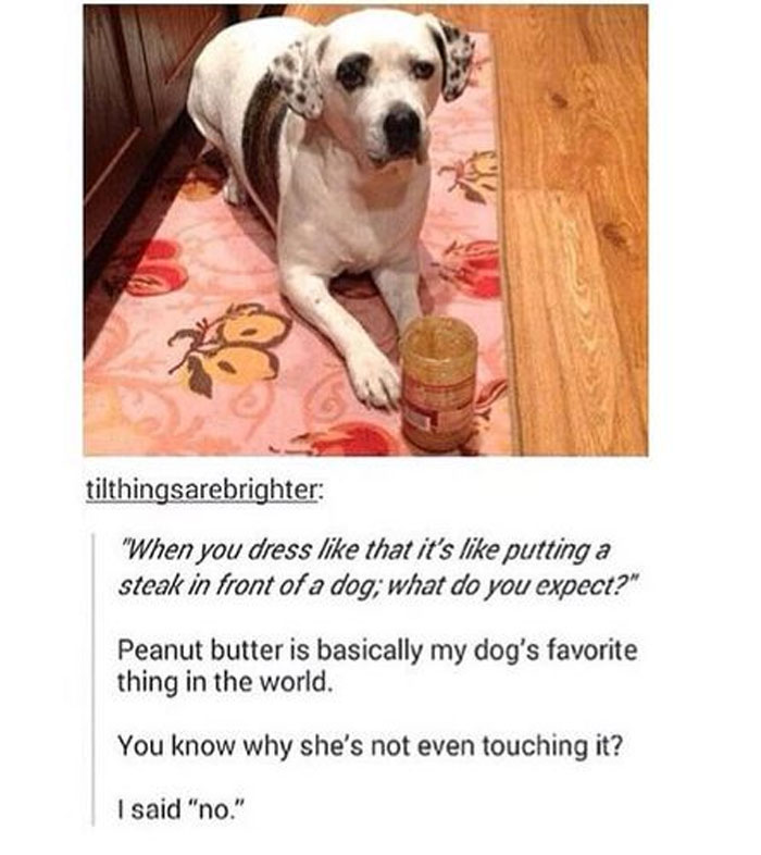 Funny-Animal-Memes-Awkwardanimals