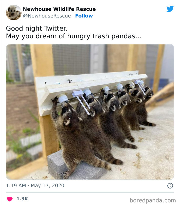 Adorable baby raccoons feeding, offering a cute glimpse of wildlife.