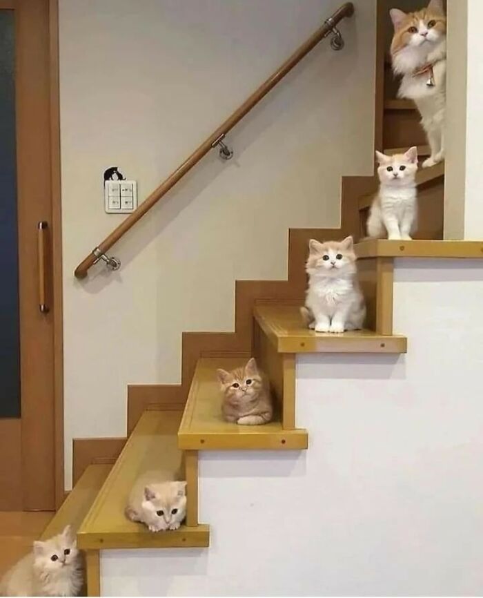 ‘The Council Of Cattos’: 45 Meowtastic Posts To Bring You A Dose Of Feline Goodness