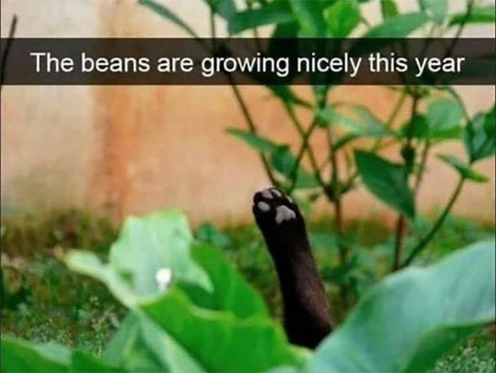 Funny-Animal-Memes-Awkwardanimals