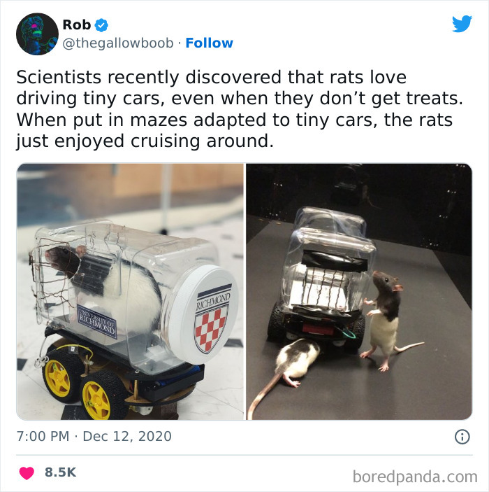 Wholesome-Pictures-Tanks-Good-News