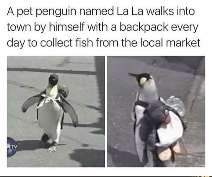 Funny-Animal-Memes-Awkwardanimals