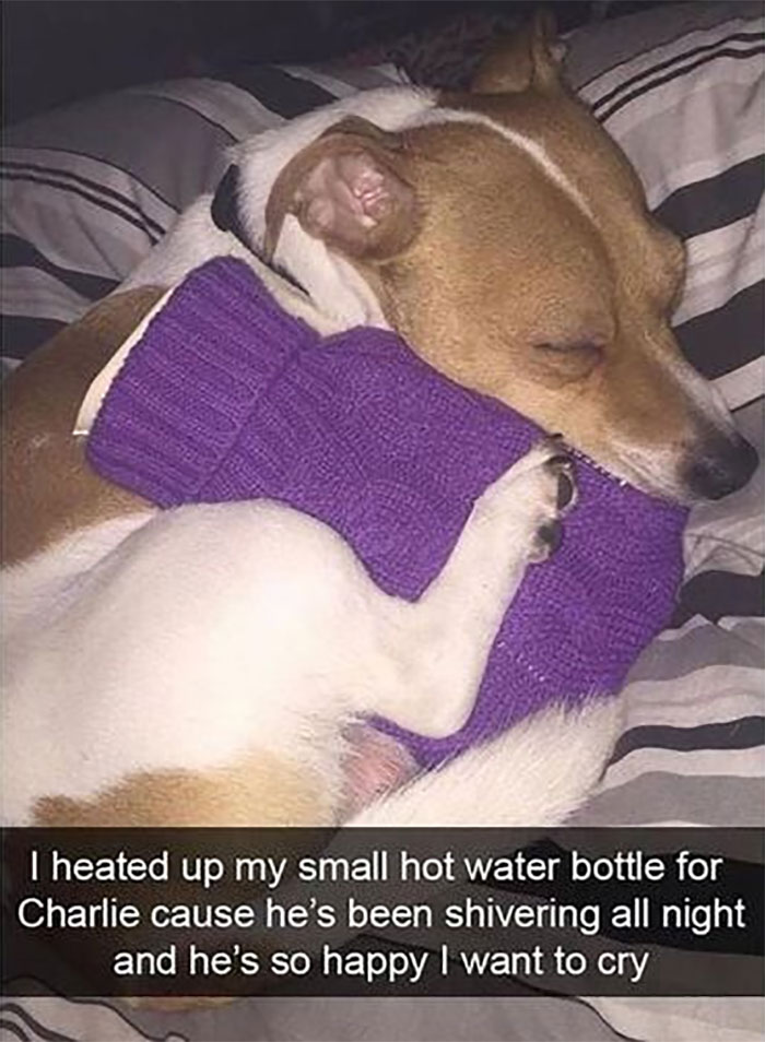 Funny-Animal-Memes-Awkwardanimals