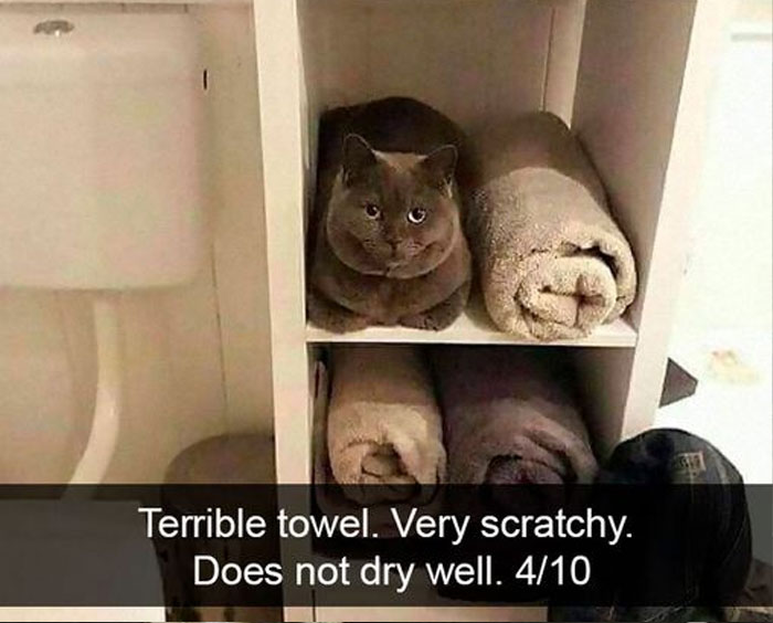 Funny-Animal-Memes-Awkwardanimals