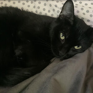 bridgettekulik avatar