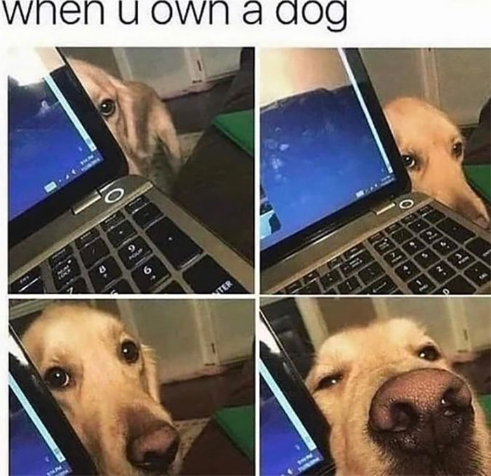 Funny-Animal-Memes-Awkwardanimals