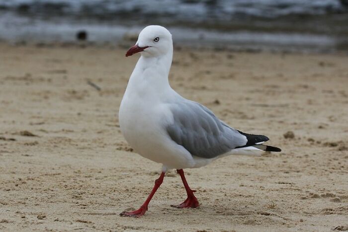 This Community For Pet Owners Helps Them To Understand If Their Pet’s Actually A Jerk (33 Examples)