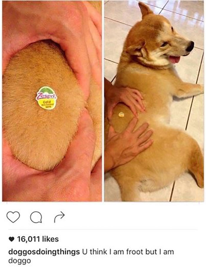 Funny-Animal-Memes-Awkwardanimals