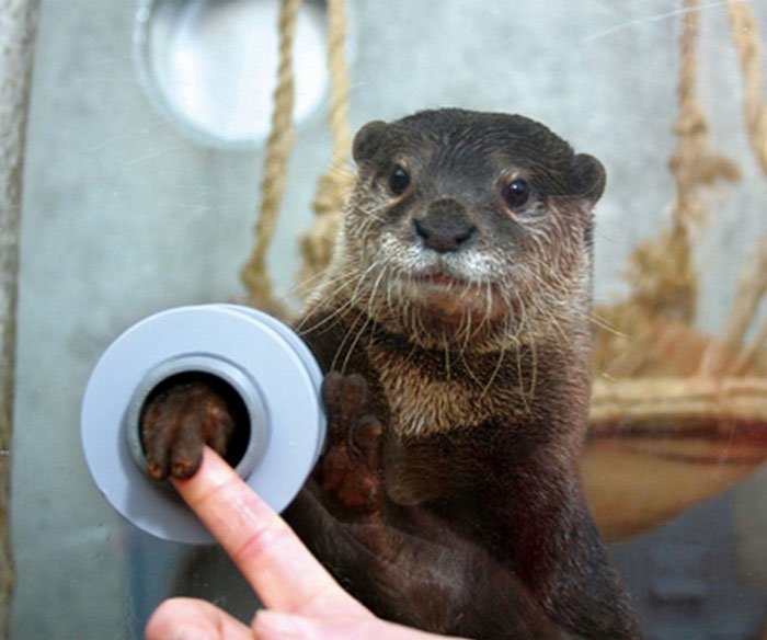 Hay un parque en Japón que permite darles la mano a las nutrias 
