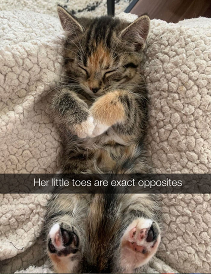 Funny-Animal-Memes-Awkwardanimals