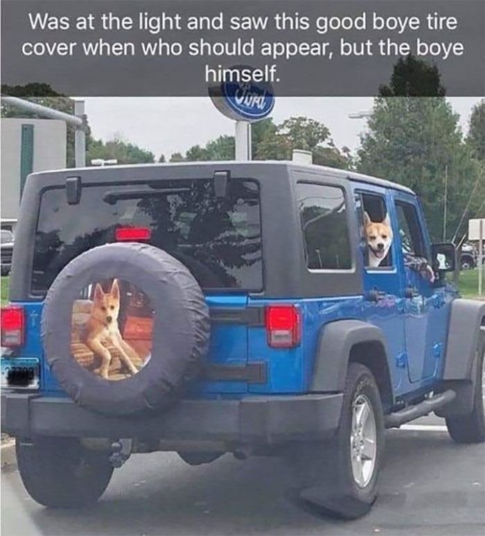 Funny-Animal-Memes-Awkwardanimals