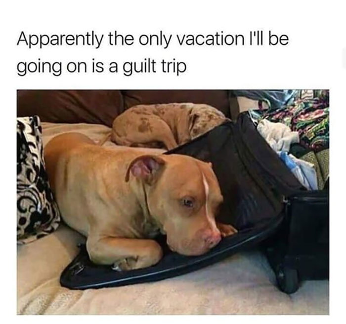 Funny-Animal-Memes-Awkwardanimals