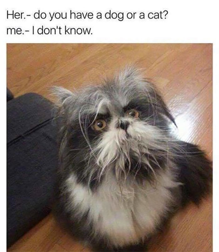 Funny-Animal-Memes-Awkwardanimals