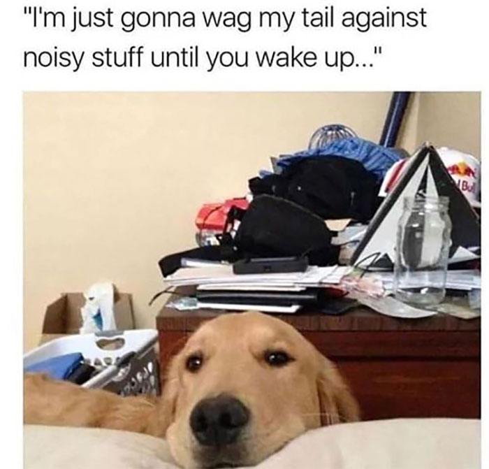 Funny-Animal-Memes-Awkwardanimals